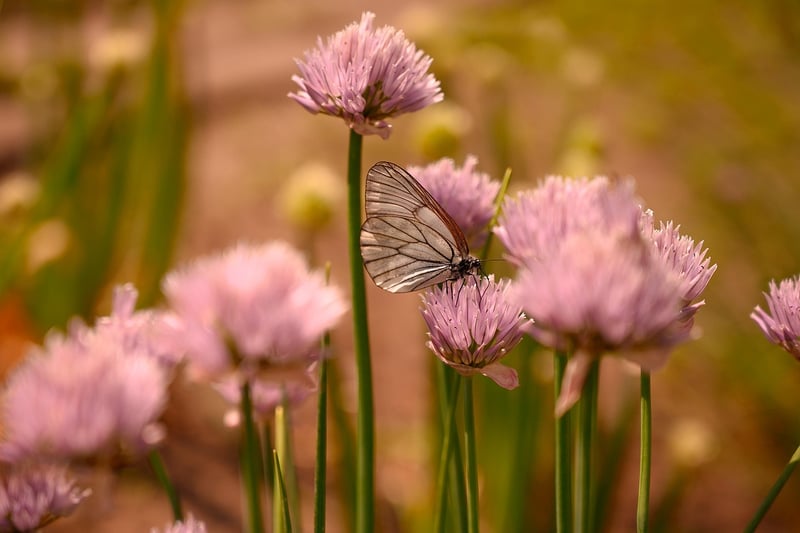 Mind the Butterfly Effect